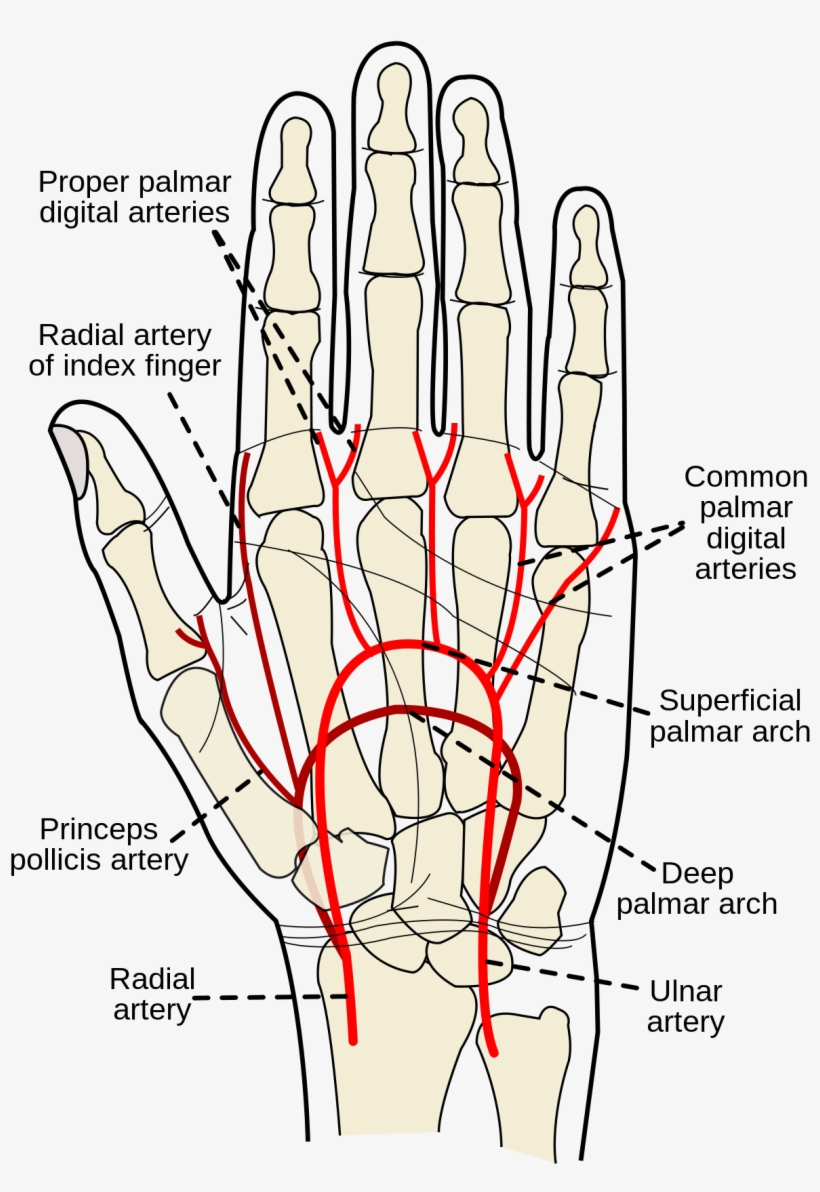 Superficial Palmar Arch Wikipedia - Bones And Tendons Right Hand, transparent png download