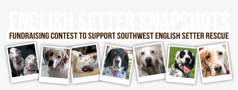English Setter Transparent PNG - 980x352 - Free Download on NicePNG