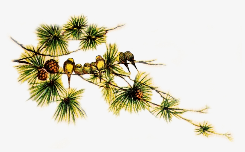 Vintage Pine Cone Clip Art - Birds, transparent png download