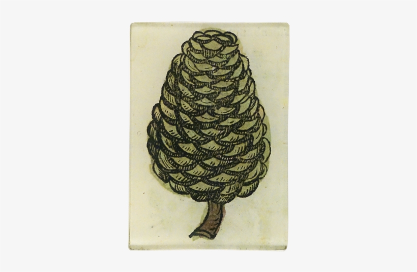 Medieval Flora Pointy Pine Cone - Sketch, transparent png download