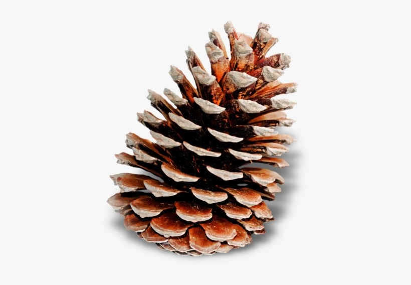 Pine Cones - Pine Cone Family - Nature Flower Handmade Pendant Necklace, transparent png download