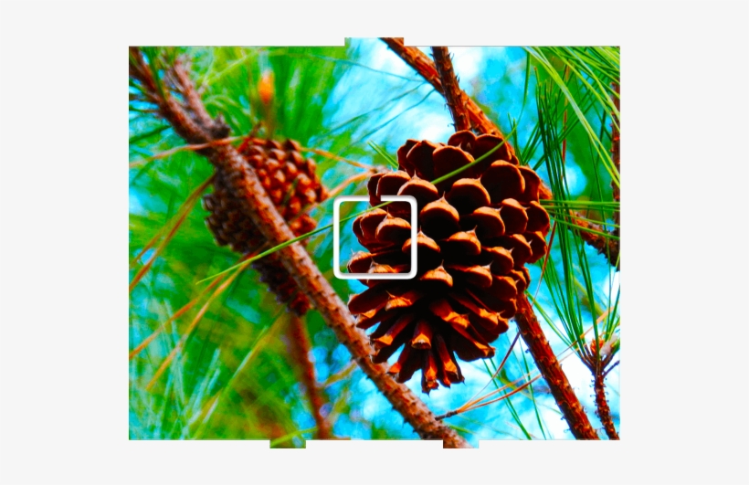 Pine Cone - 1 On/off - Pine, transparent png download