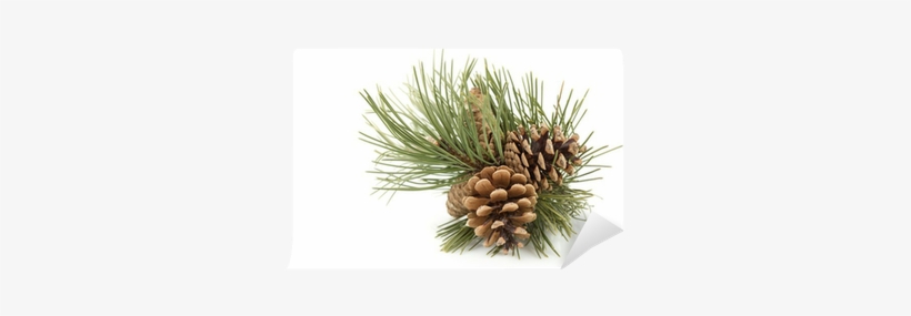 Conifer Cone, transparent png download