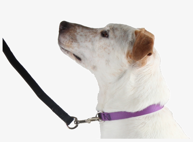 Flat Collar - Companion Dog, transparent png download