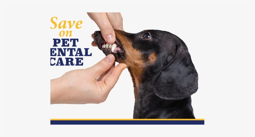 Save On Pet Dental During February - Dog, transparent png download