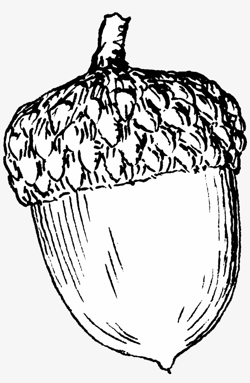 Svg Library Download Pin By Sandy Geiser On Autumn - Acorn Drawing, transparent png download