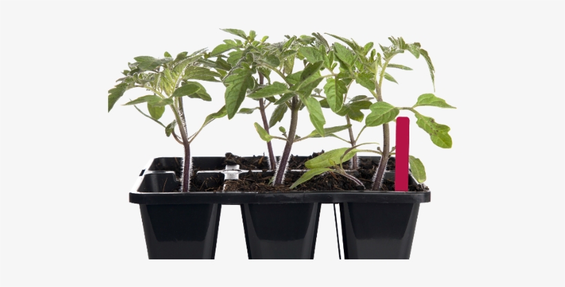 Blank Stakes & Tags, Garden Center - Stock Photography, transparent png download