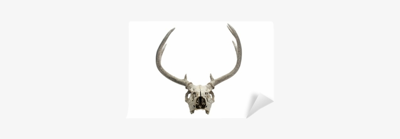 Deer, transparent png download
