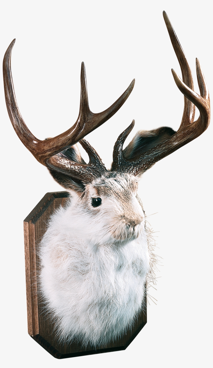 Jackalope Buy, transparent png download