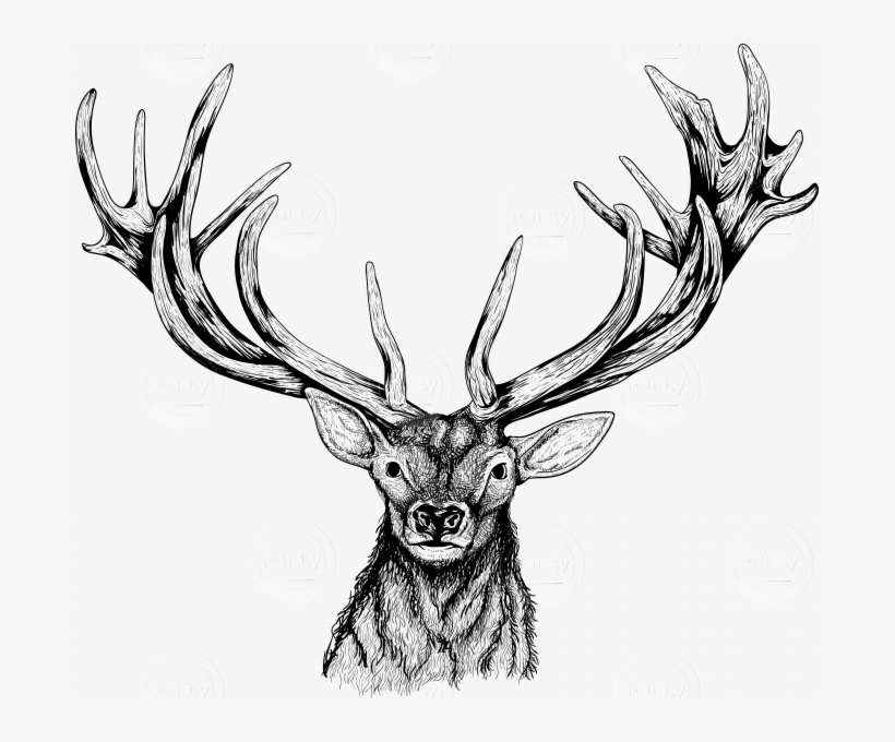 Deer Head - Illustrated Elk Head, transparent png download