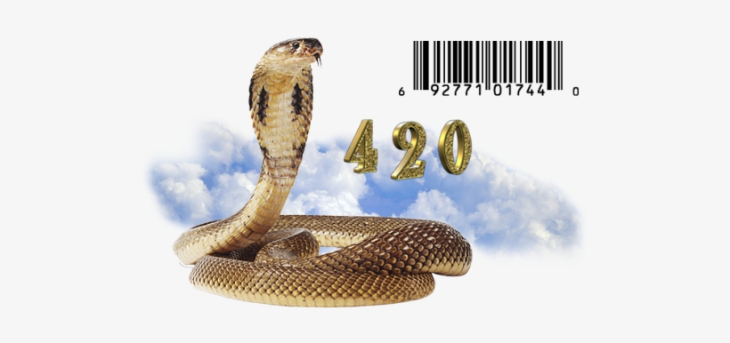 Nafubi - Snake Transparent Png Kobra, transparent png download