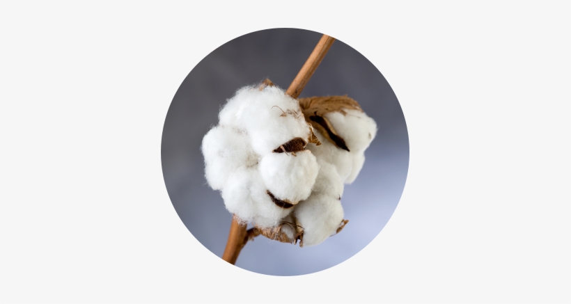 Cotton Png - Fleur De Coton Png, transparent png download