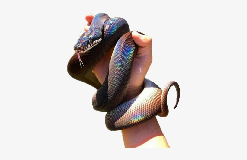 Come On, You Guys Had To Know This Was Coming - Formosan Odd Scaled Snake, transparent png download