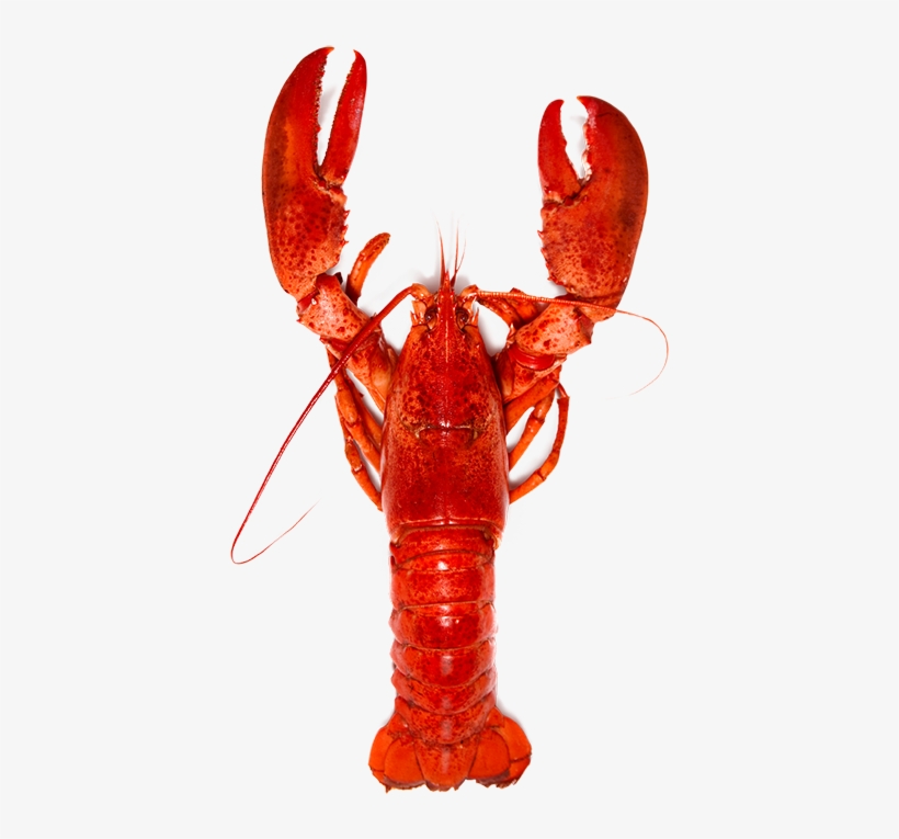 Png Lobster Image Library - Lobsters By Lucy Ivison, transparent png download