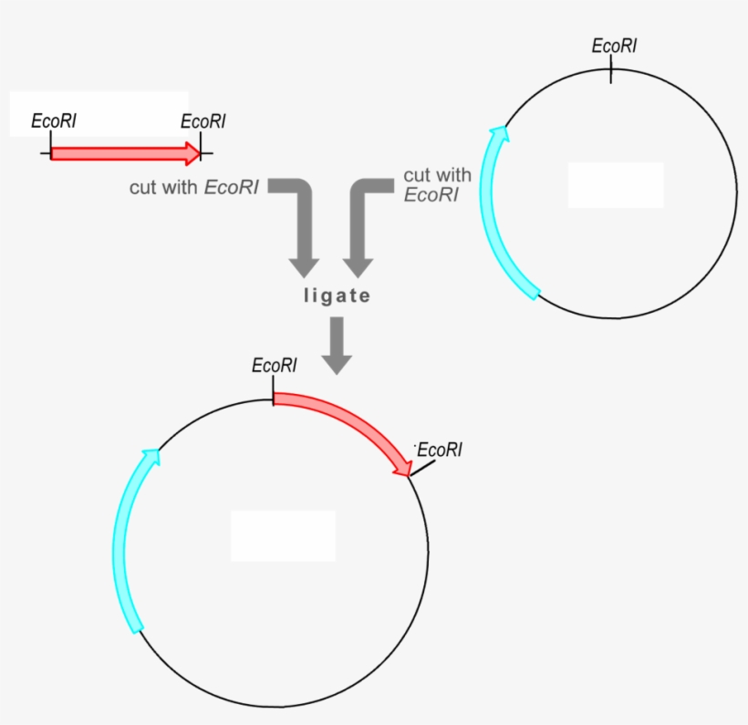The Vector Already Contains A Selectable Marker Gene - Insert Dna Fragment Into Plasmid, transparent png download