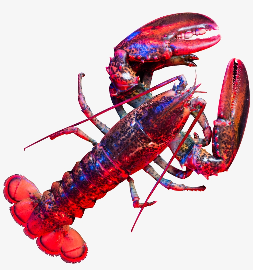 Lobsterred-cutout, transparent png download