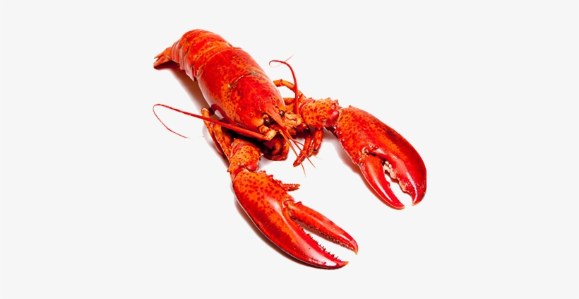Close - You Just Gonna Scroll Past Without Saying Howdy, transparent png download