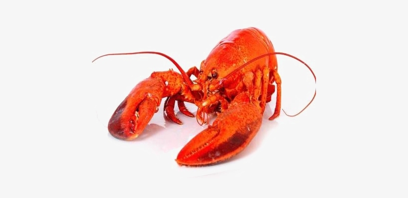 Lobster Png Background Image - Lobster Transparent, transparent png download
