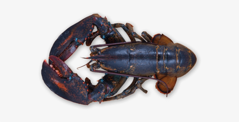 Preparing Maine Lobster - Lob Ster, transparent png download