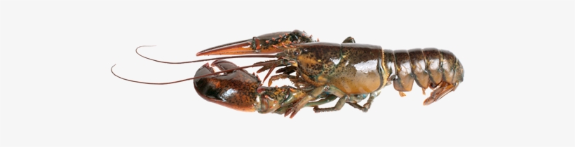 Live Lobster Png - Lobster, transparent png download