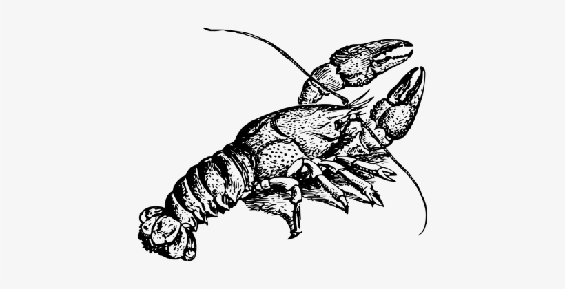 Animal, Crayfish, Crustacean, Freshwater - Crayfish Clipart, transparent png download