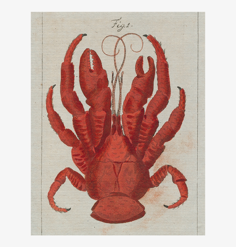 046 23dbde47 Cede 4610 83f7 C83180cedbb4 V=1527862953 - John Derian, transparent png download