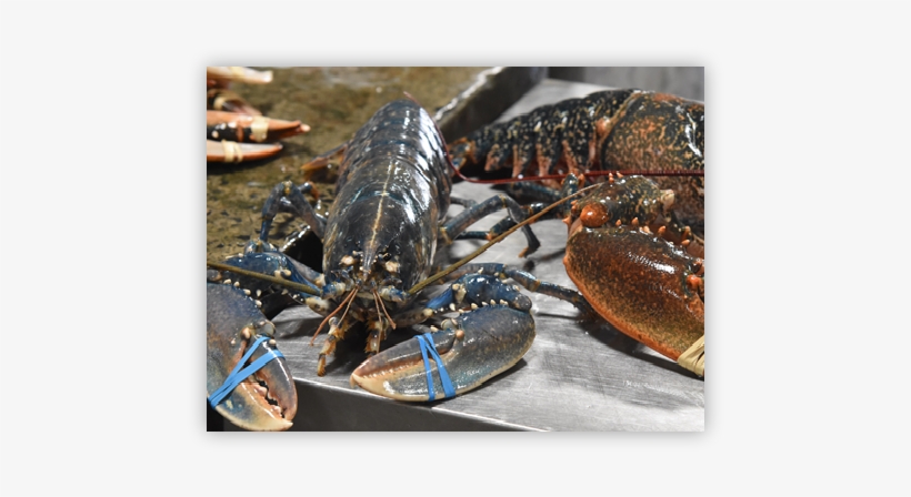 European Clawed Lobster - American Lobster, transparent png download