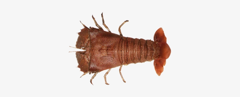 Slipper Lobster - Prawns Shrimps And Lobsters, transparent png download