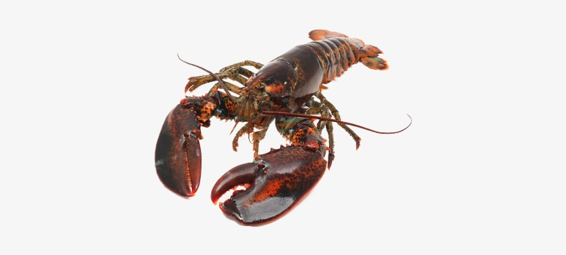 Live Canadian Hard Shell - American Lobster, transparent png download