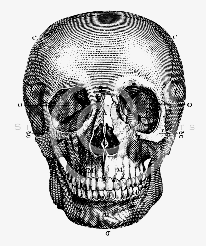 Human skull png sticker, transparent | Free PNG - rawpixel, image size:820x977