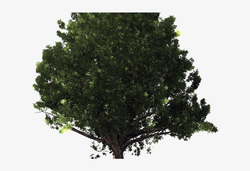 Tree Transparent Background - รูป พื้น หลัง ต้นไม้, transparent png download