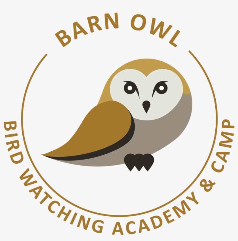 Barn Owl, transparent png download
