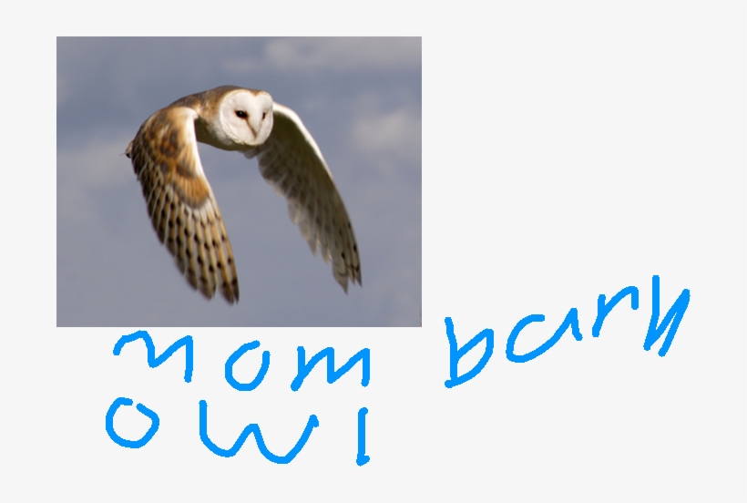 Image11 - Image - Heart Face Owl, transparent png download