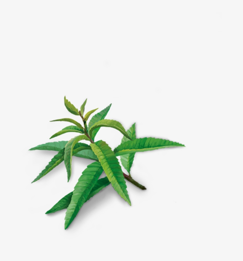 Houseplant, transparent png download