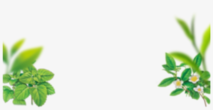 Close - Verbena, transparent png download