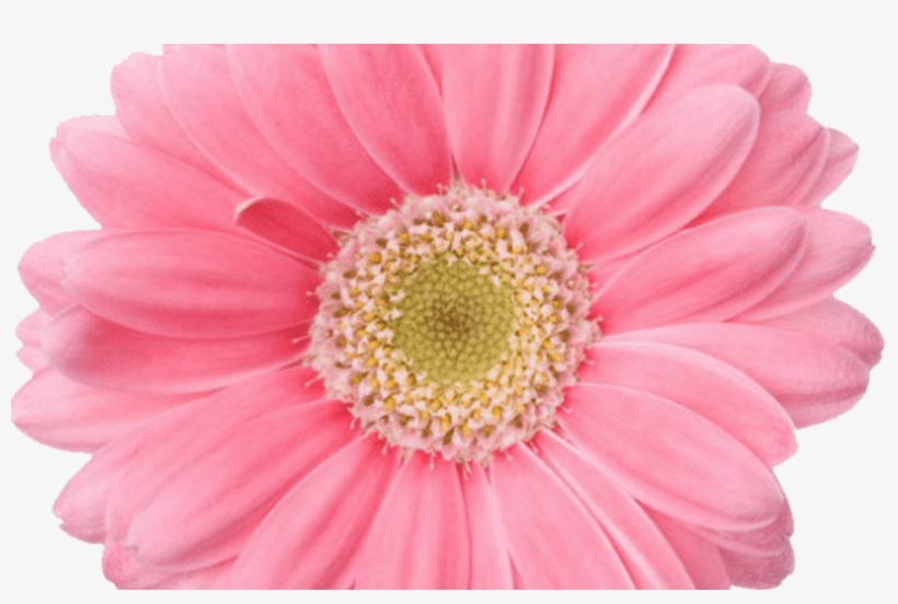 Blue Tumblr Transparent Flower Crowns - Break From Social Media Challenge, transparent png download