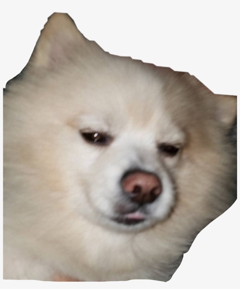 Stickers Freetoedit Transparent Dog Funnypictures Png - Companion Dog, transparent png download
