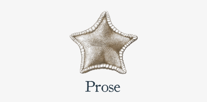 Echinoderm, transparent png download