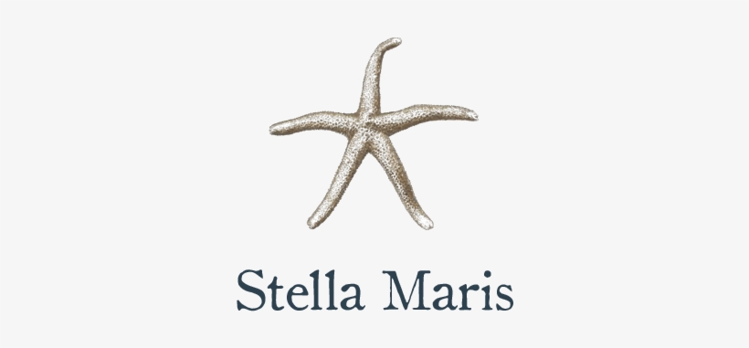 Starfish, transparent png download
