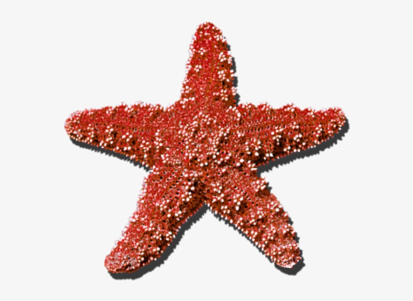 #star #seastar #summer #red #sticker #freetoedit - All The Stars Are Coming Out Tonight They Re Lighting, transparent png download