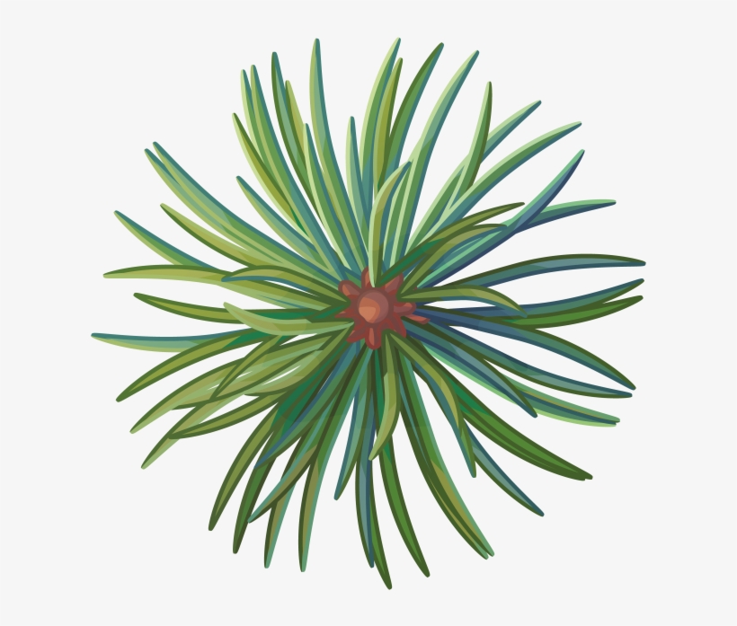 Pine Tree Branch - Agave, transparent png download