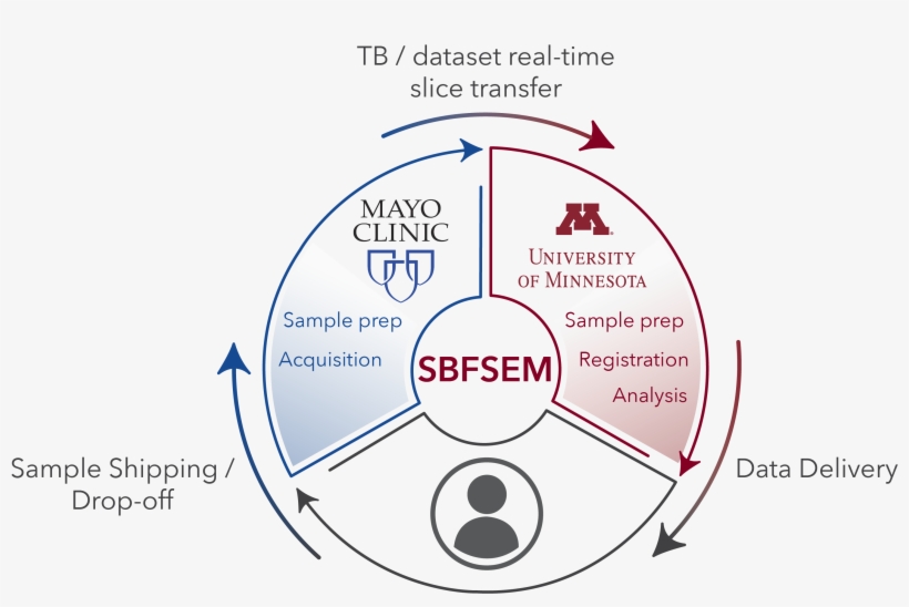 External) Are Excited To Offer Minnesota Researchers - Mayo Clinic, transparent png download
