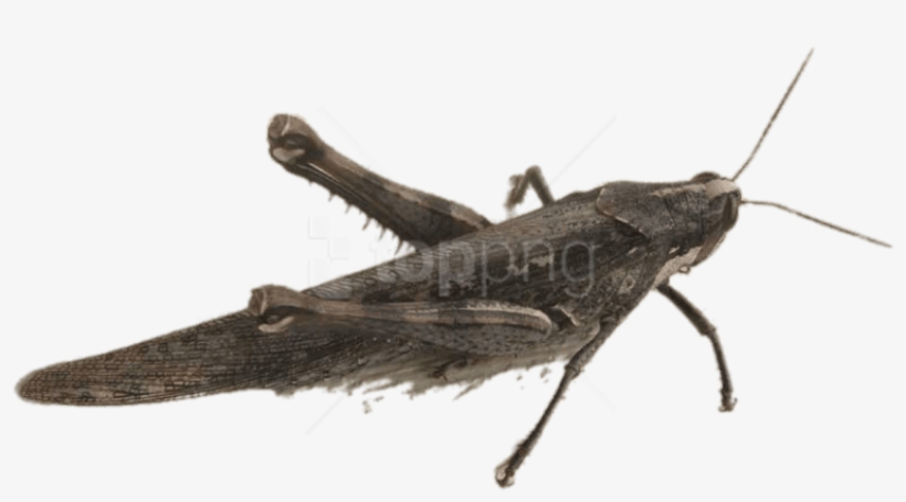 Free Png Download Bird Grasshopper Png Images Background - Locust, transparent png download