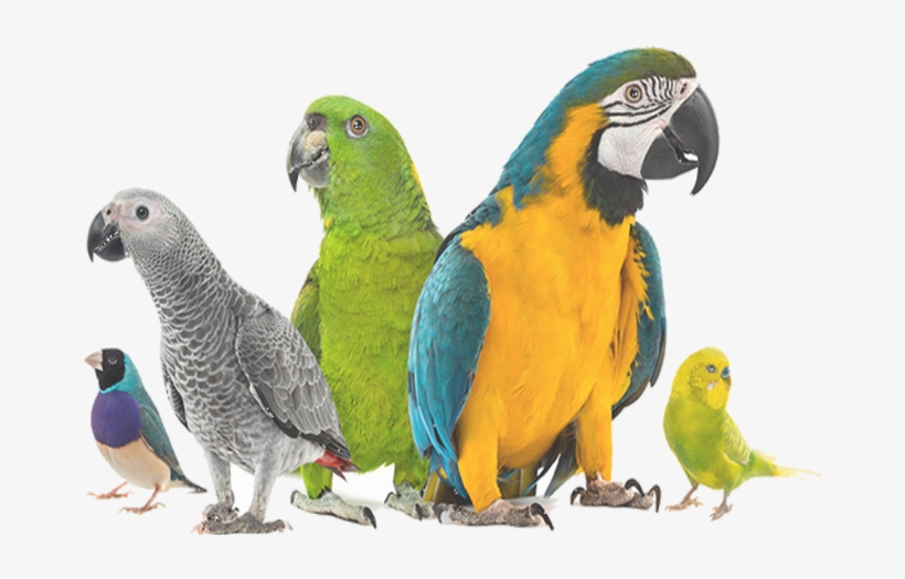 Mypassion - Pets Birds, transparent png download