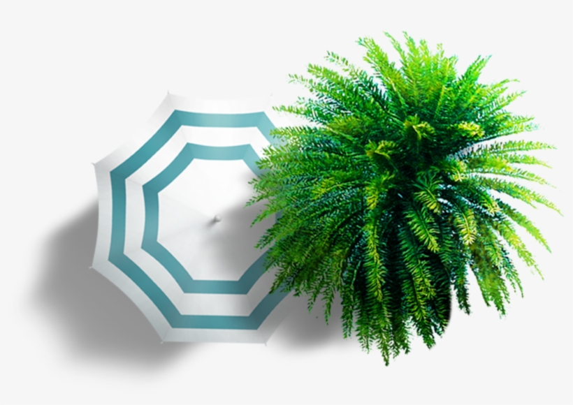 Summer Umbrella Colorful Trees Plan View Clipart - Ombrellone Pianta Png, transparent png download