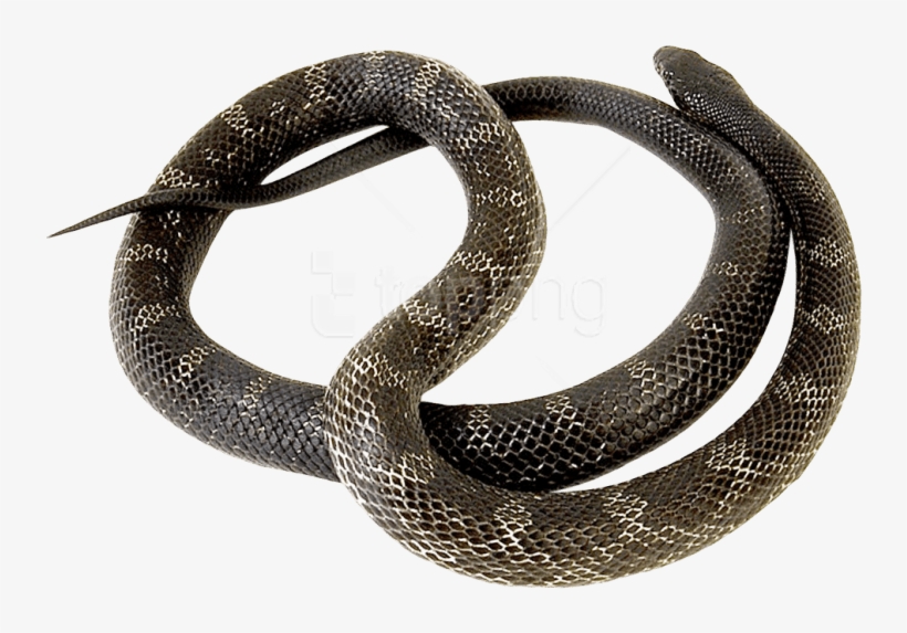Download Snake Png Images Background - Common Kingsnake, transparent png download