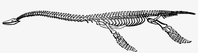 Bones Dinosaur Extinct Fossil Png Image - โครง กระดูก ไดโนเสาร์ Png, transparent png download