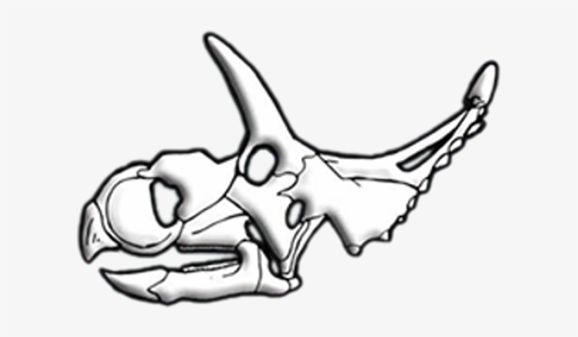 Albertaceratops Skull Diagram - Sketch, transparent png download