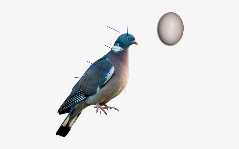 Common Wood Pigeon, transparent png download