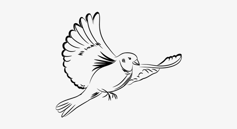 Related Wallpapers - Paloma Draw Png, transparent png download